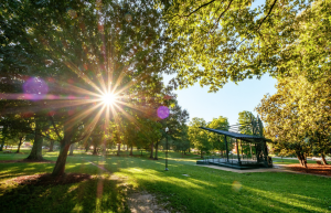 Sunlight through trees in the grove with stage in view