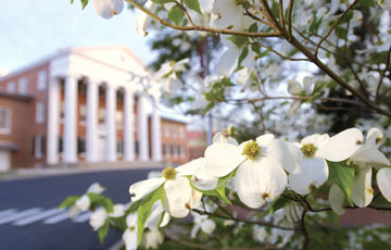 Lyceum building in the background with magnolia flowers in the foreground